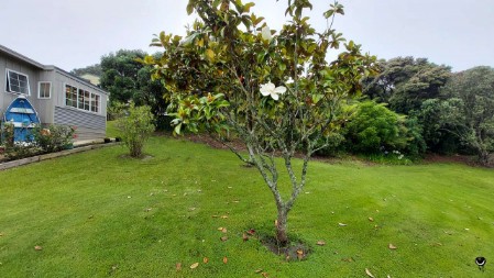 Hier fiel uns dieser Baum mit einer einzelnen weißen Blüte auf.