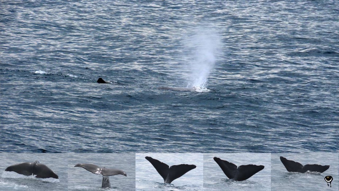 Physeter macrocephalus – Pottwal – Sperm whale