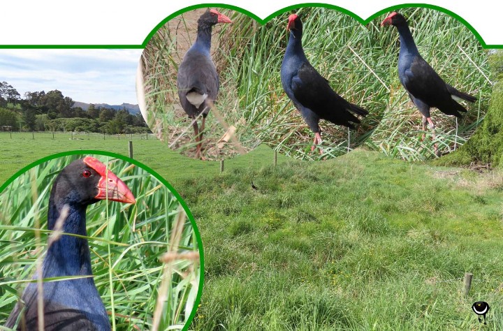 Pukeko -Porphyrio melanotus–Purpurhuhn -Pukeko