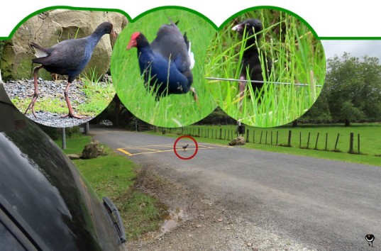 Pukeko – Porphyrio melanotus –Purpurhuhn – Pukeko