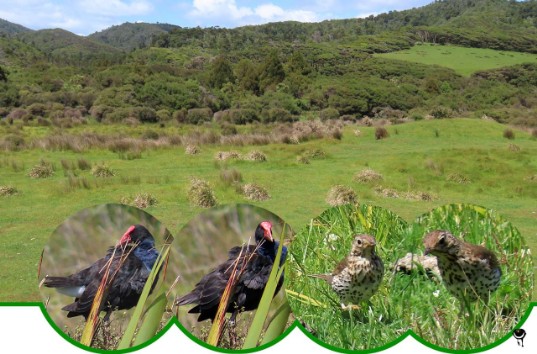 Pukeko – Porphyrio melanotus, Manu-kai-hua-rakau – Urdus philomelos –Singdrossel