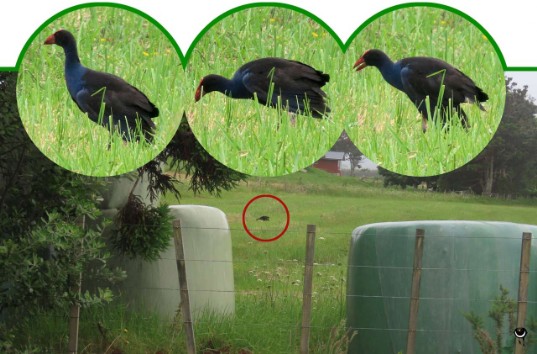 Pukeko – Porphyrio melanotus –Purpurhuhn – Pukeko