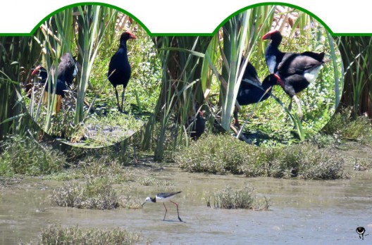 Pukeko – Porphyrio melanotus –Purpurhuhn – Pukeko