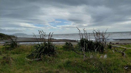 Harakeke am Strand