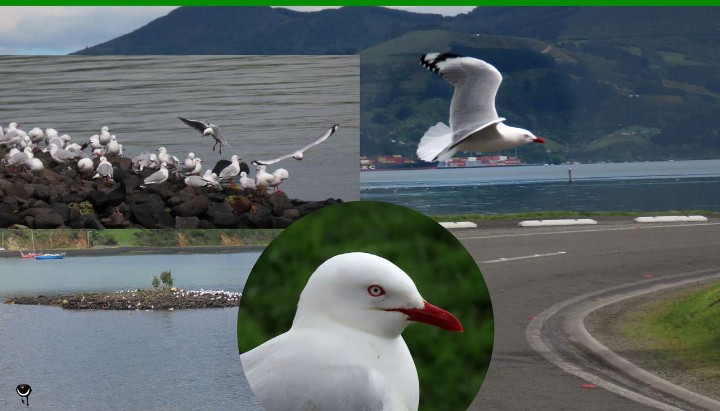 Tarapunga – Chroicocephalus scopulinus – -Rotschnabelmöwe - Red billed gull