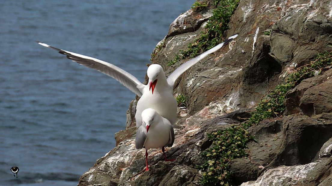 Tarāpunga – Chroicocephalus novaehollandiae scopulinus – Rotschnabelmöwe/Weißkopflachmöwe – Red billed gull