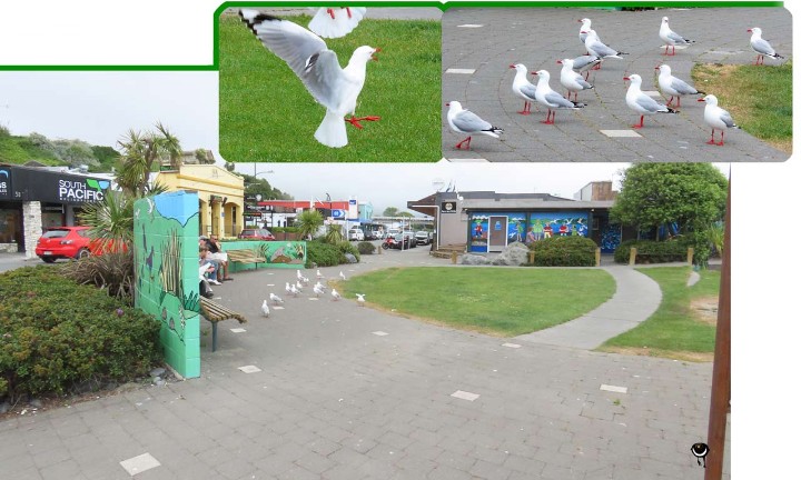 Tarāpunga – Chroicocephalus novaehollandiae scopulinus – Rotschnabelmöwe/Weißkopflachmöwe – Red billed gull