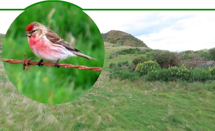 Acanthis flammea , Unterart Cabaret – Red Poll – Birkenzeisig 