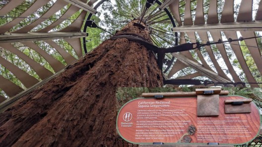 Rotorua Red Wood Forest