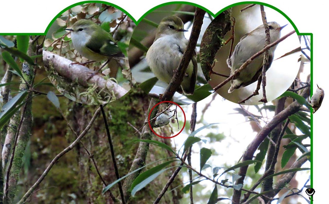  Tītitipounamu – Acanthisitta chloris – Grünschlüpfer – Rifleman