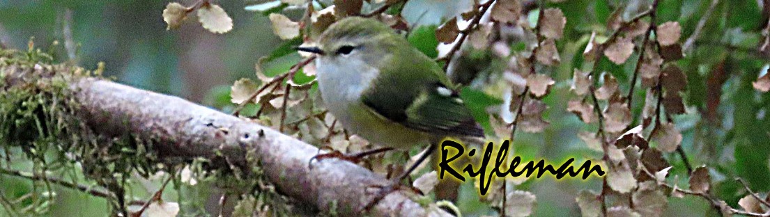 Tītitipounamu – Grünschlüpfer – Acanthisitta chloris – Rifleman