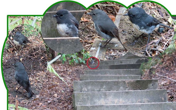 Kakaruai, Petroica australis, Langbeinschnäpper, South Island robin