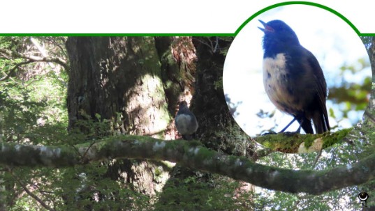 Kakaruai – Petroica australis – Langbeinschnäpper – South Island robin