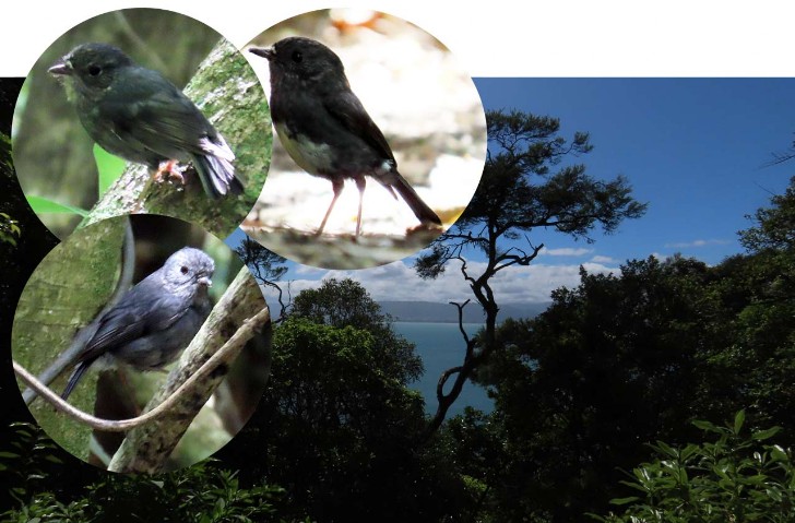 Toutouwai – Petroica longipes– Nordinsel-Langbeinschnäpper – North Island robin