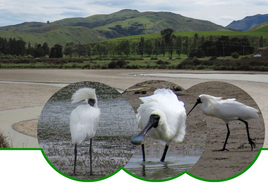 Kōtuku ngutupapa – Platalea regia gould – Königlicher Löffler - Royal Spoonbill 