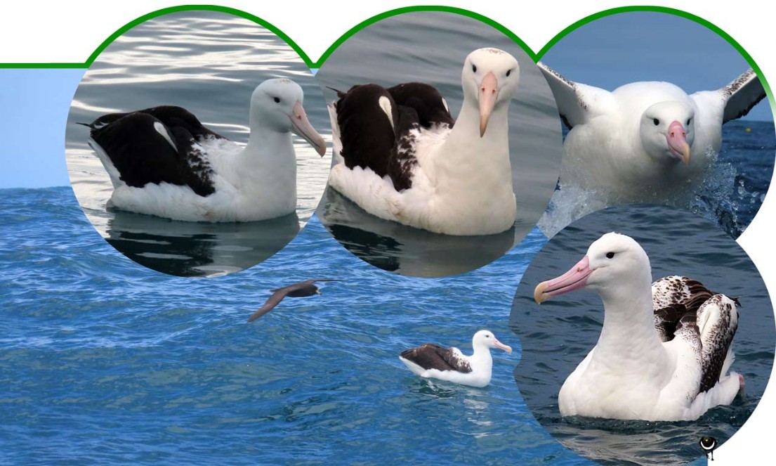 Toroa – Diomedea epomophora sanfordi – Nördlicher Königsalbatros– Northern royal albatross