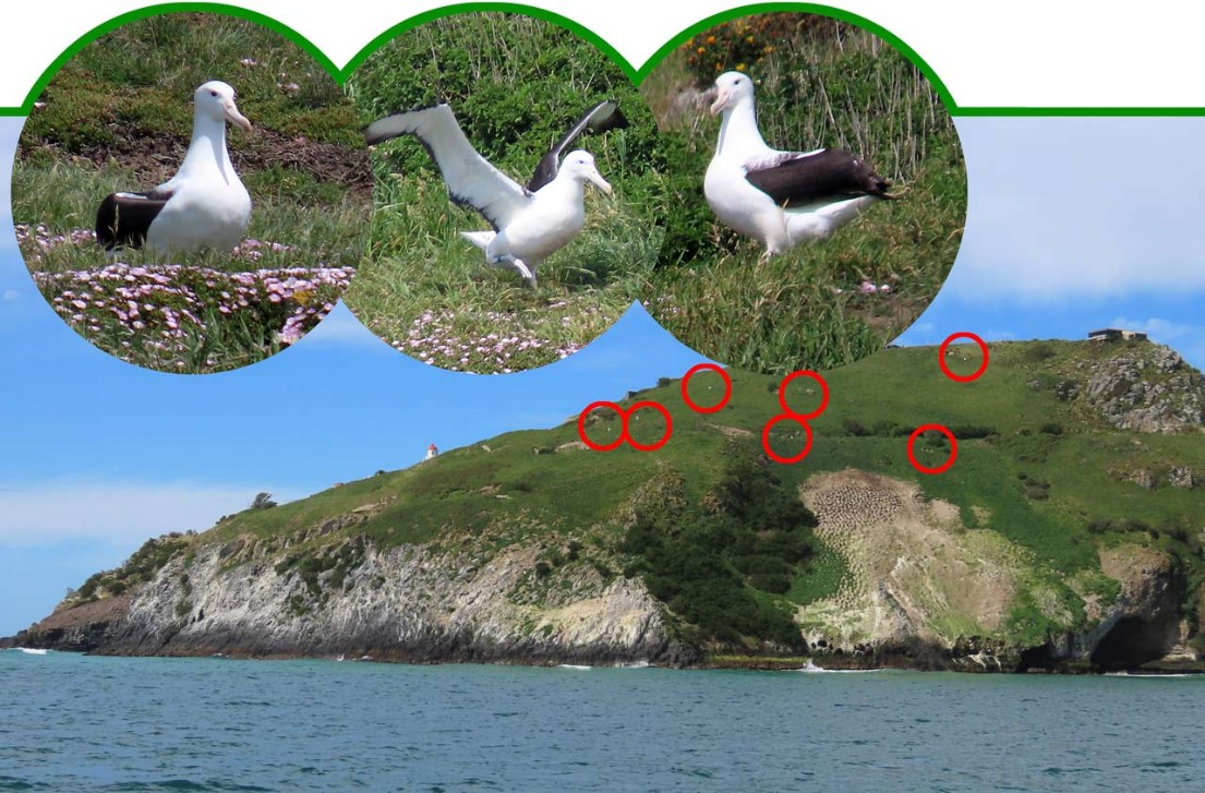 Toroa – Diomedea sanfordi –Nördlicher Königsalbatros –Northern Royal Albatros