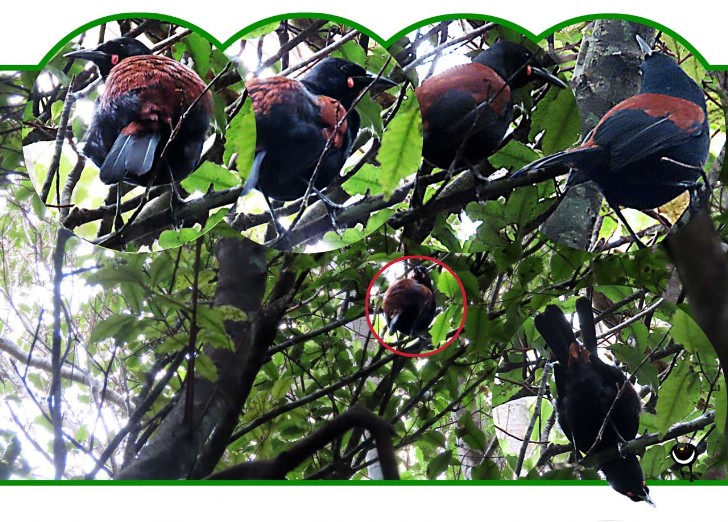 Tīeke, Philesturnus carunculatus, Südinsel-Sattelvogel, South Island saddleback