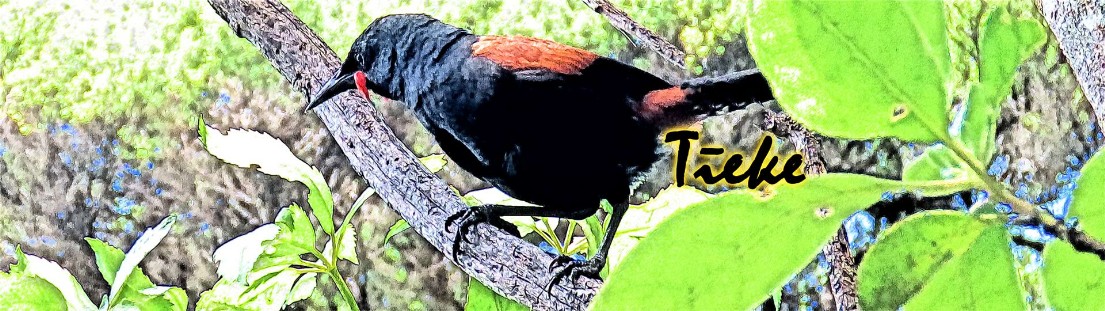 Tīeke North Island saddleback