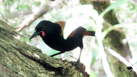 Tīeke – Philesturnus rufusater – Nordinsel-Sattelvogel – North Island saddleback