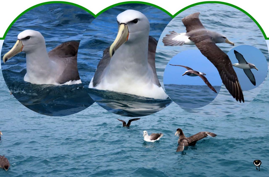 Toroa – Thalassarche salvini – Salvin-Albatros – Salvin's mollymawk/Salvin's Albatross