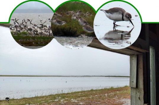 Ngutu pare – Anarhynchus frontalis – Schiefschnabel – Wrybill Ngutu pare – Anarhynchus frontalis – Schiefschnabel – Wrybill