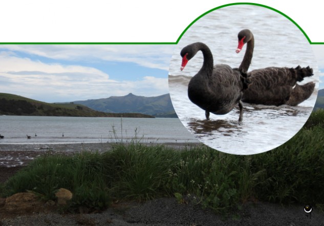 Kakīānau- -Cygnus atratus- Schwarzer Schwan/Trauerschwan - Black Swan