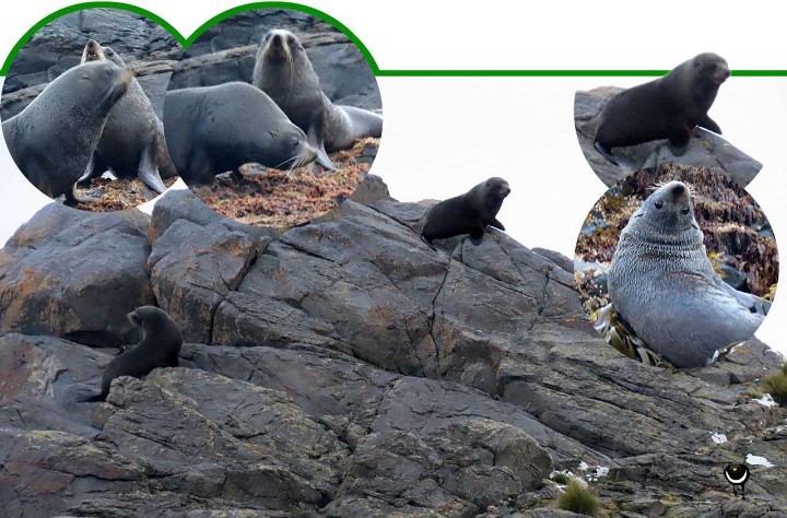 Kekeno- Arctocephalus forsteri - Neuseeländischer Seebär - New Zealand Fur Seal