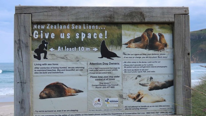 Seelöwen liegen am Strand und schlafen
