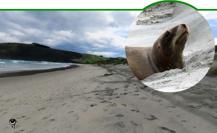 Rāpoka Phocarctos hookeri - New Zealand Sea Lion, Hooker’s Sea Lion - Neuseeländischer Seelöwe