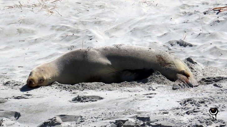 Phocarctos hookeri - New Zealand Sea Lion, Hooker’s Sea Lion - Neuseeländische Seelöwin