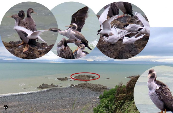 Kawau tikitiki – Phalacrocorax punctatus – Tüpfelscharbe – Spotted shag