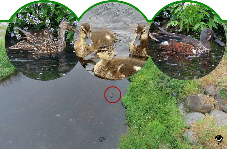  Kuruwhengi – Spatula rhynchotis – Australische Löffelente – Australasian shoveler