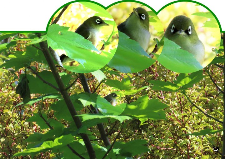 Tauhou-Zosterops lateralis-Graumantelbrillenvogel-Silvereye