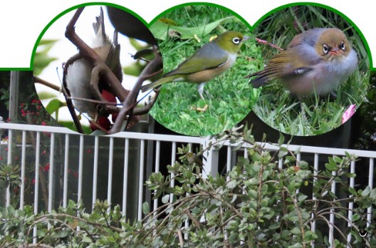 Tauhou – Zosterops lateralis – Graumantelbrillenvogel – Silvereye