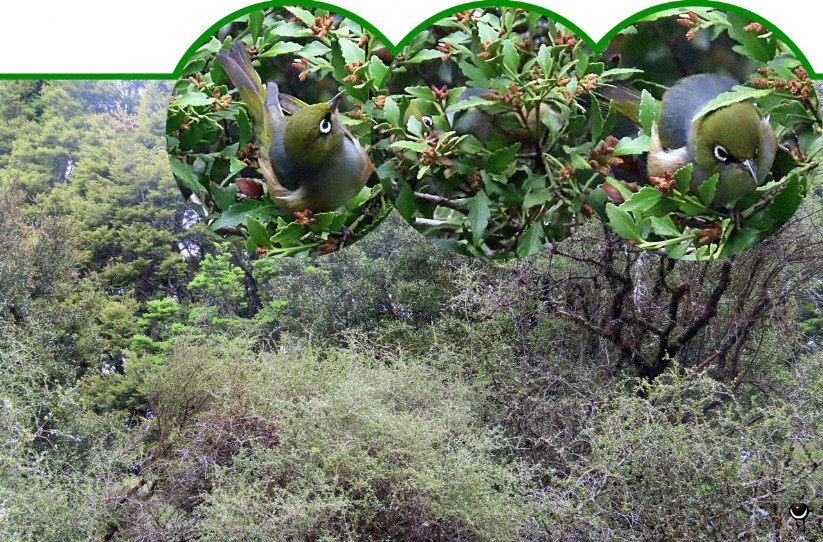 Tauhou – Zosterops lateralis – Graumantelbrillenvogel – Silvereye