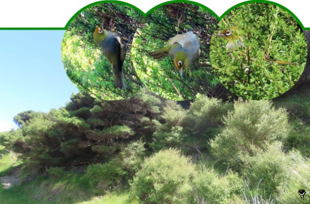 Tauhou – Zosterops lateralis – Graumantelbrillenvogel – Silvereye