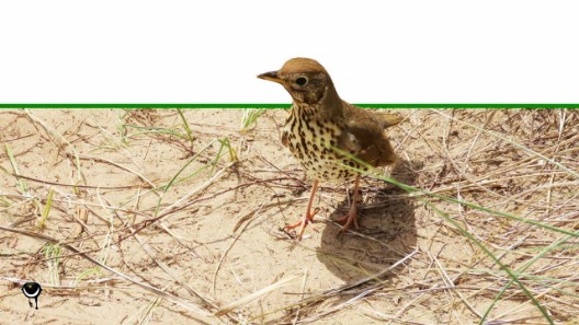 Manu-kai-hua-rakau - Urdus philomelos - Singdrossel -  Song thrush