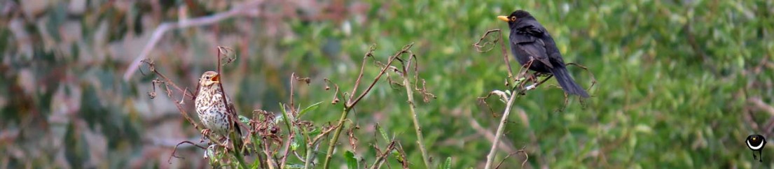 Manu Pango  - Turdus Merula – Amsel -  Eurasian Blackbird