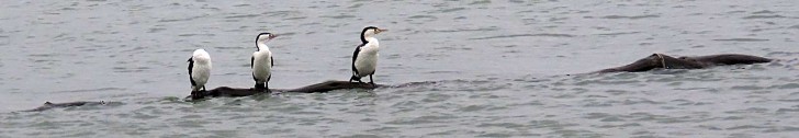 Kāruhiruhi – Phalacrocorax varius  – Elsterscharbe – Pied shag