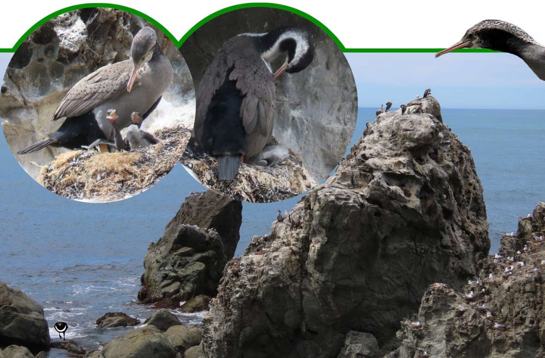 Kawau tikitiki – Phalacrocorax punctatus – Tüpfelscharbe – Spotted shag