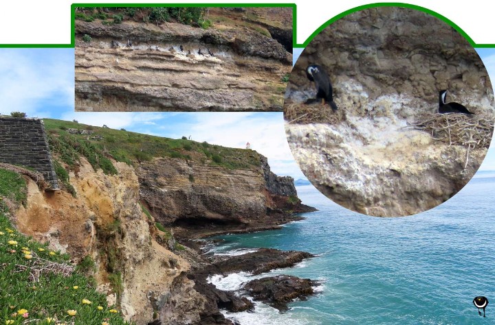 Kawau-Tikitiki - Phalacrocorax punctatus –Tüpfelscharbe-- Spotted shag