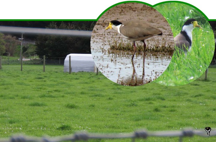 Vanellus miles miles -Spornflügelregenpfeifer –  Spurwinged Plover