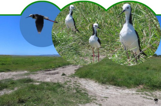 Poaka – Himantopus himantopus leucocephalus oder Himantopus leucocephalus – Stelzenläufer/Weißgesichtsstelzenläufer – Pied stilt or Black-winged stilt