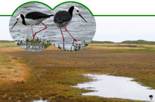 Poaka – Himantopus himantopus leucocephalus oder Himantopus leucocephalus – Stelzenläufer/Weißgesichtsstelzenläufer – Pied stilt or Black-winged stilt Poaka – Himantopus himantopus leucocephalus oder Himantopus leucocephalus – Stelzenläufer/Weißgesichtsstelzenläufer – Pied stilt or Black-winged stilt
