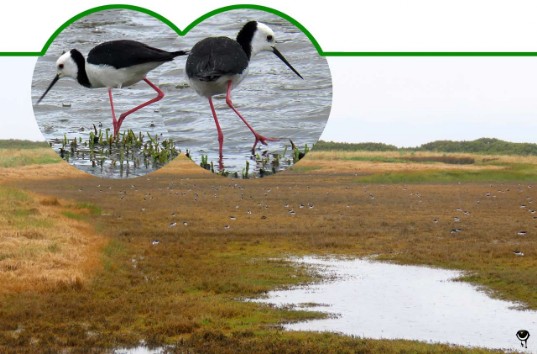 Poaka – Himantopus himantopus leucocephalus oder Himantopus leucocephalus – Stelzenläufer/Weißgesichtsstelzenläufer – Pied stilt or Black-winged stilt