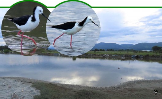  Poaka – Himantopus himantopus leucocephalus oder Himantopus leucocephalus – Stelzenläufer/Weißgesichtsstelzenläufer – Pied stilt or Black-winged stilt