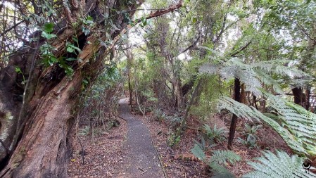 Wanderwege auf Stewart Island