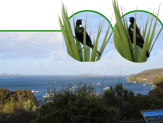 Tūī - Prosthemadera novaeseelandiae – Pastorenvogel – Tui