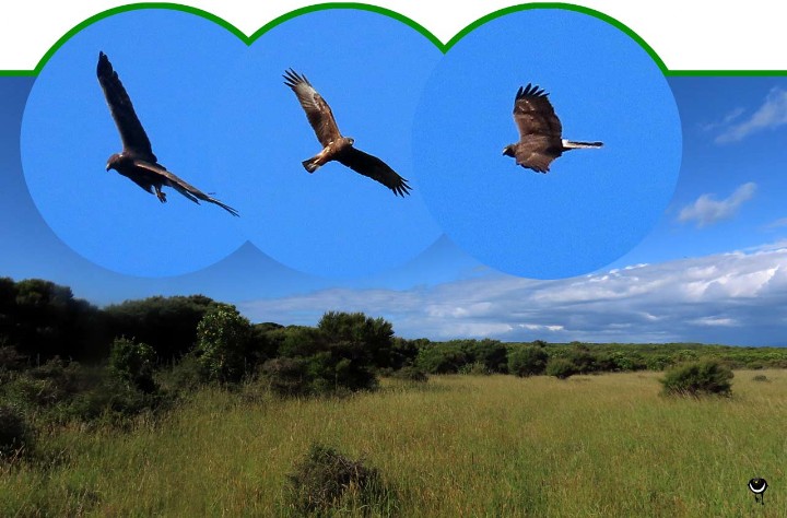 Kāhu – Circus approximans – Sumpfweihe – Swamp Harrier